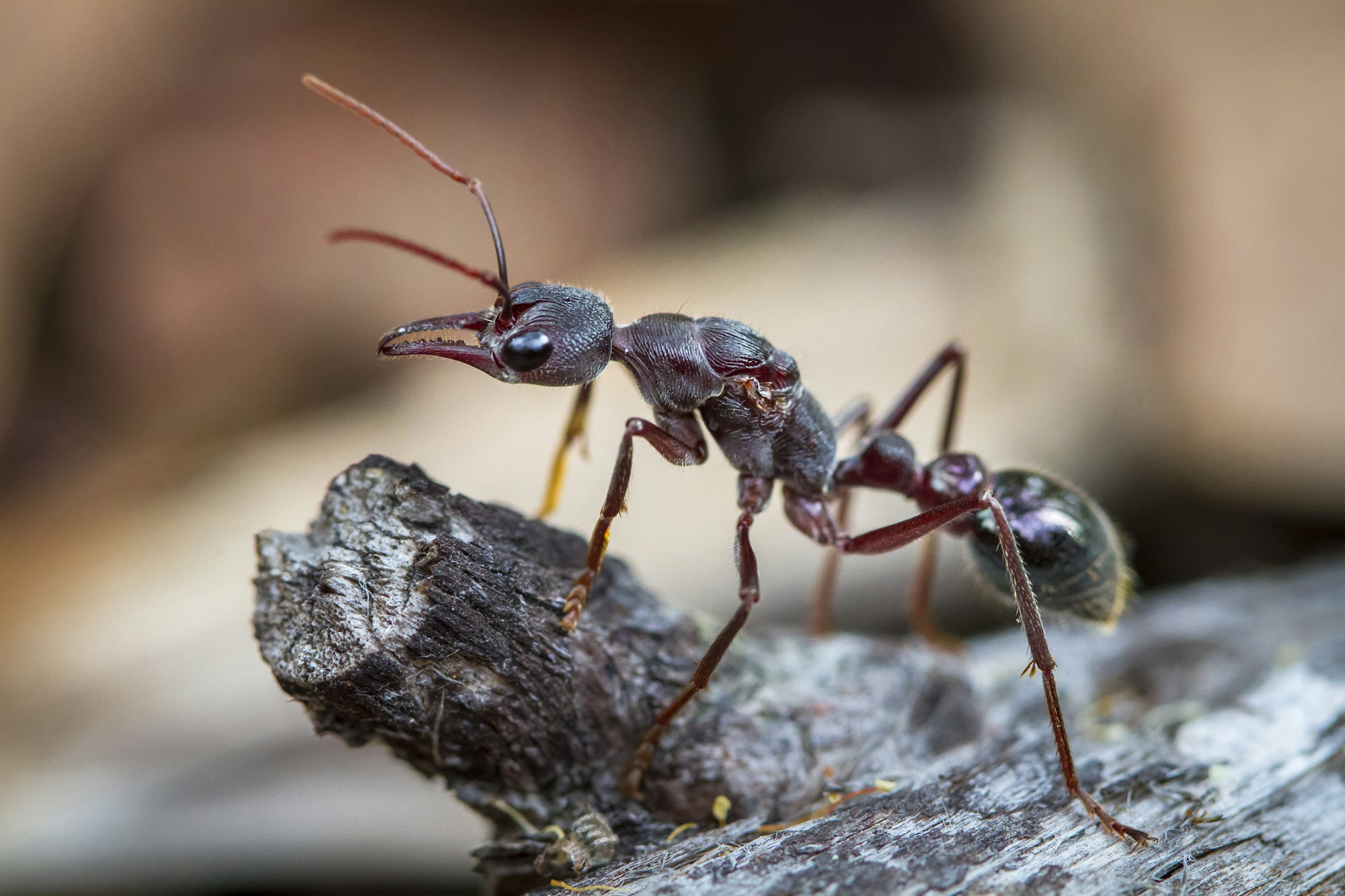 Inchman Ant Up Close in Tasmania