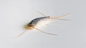 Silberfische