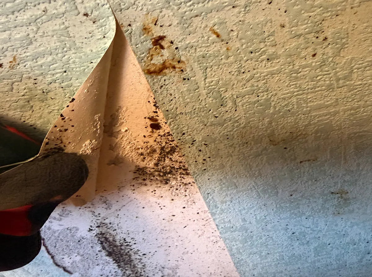bettwanzen-nest-hinter-tapete
