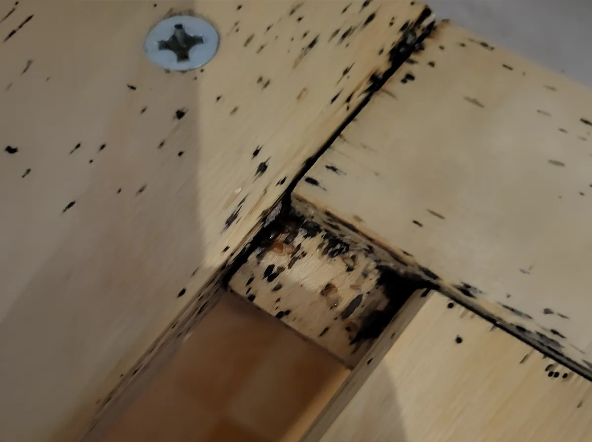 Bettwanzen Befall lattenrost holzritzen