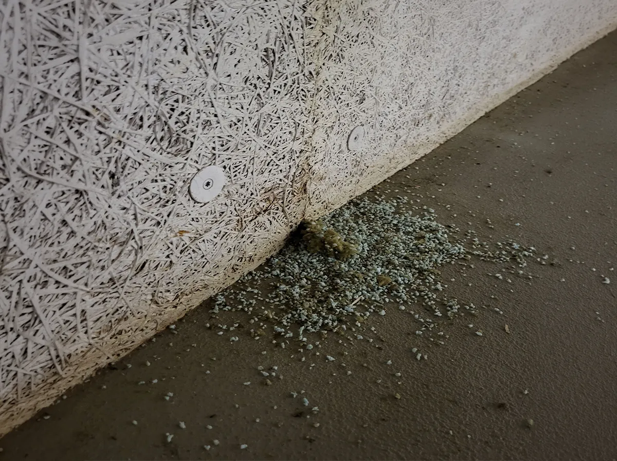 Dämmmaterial aus Mäusegang ausgedrückt