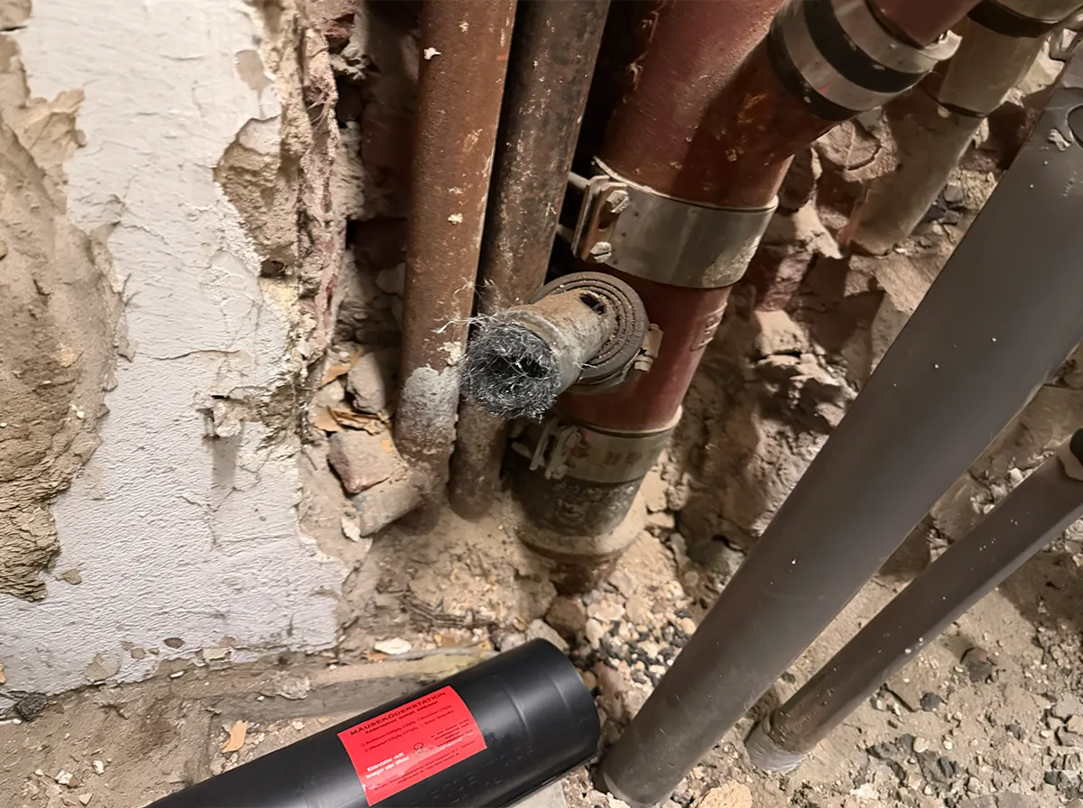 Defektes Abwasserrohr als Rattenzugang