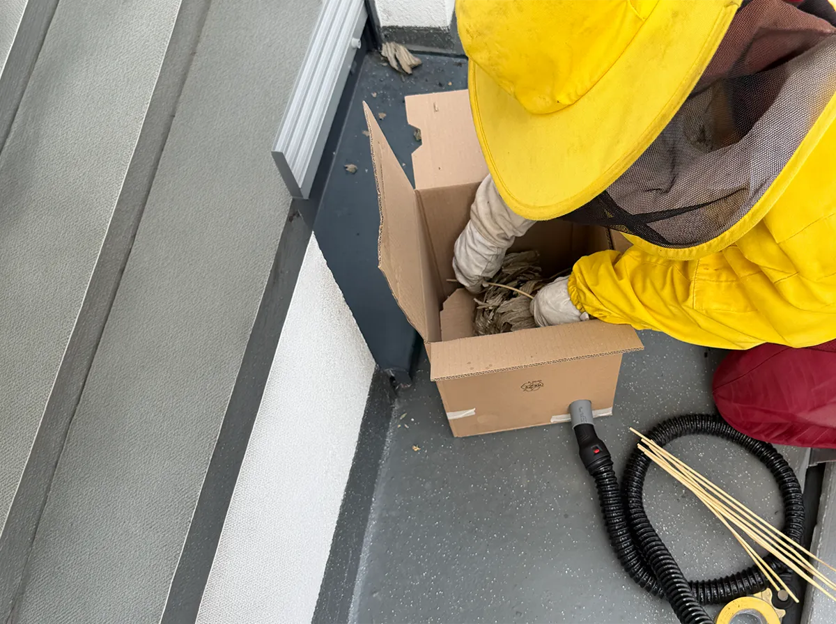 Fachgerechte Umsiedlung im Spezialbehälter Unser Techniker sichert Wespen in der Umsiedlungsbox für einen geschützten Transport.