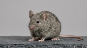 Hausmaus