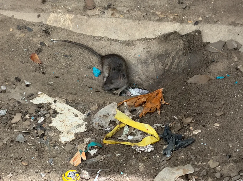 Wanderratte bei aktivem Rattenbefall