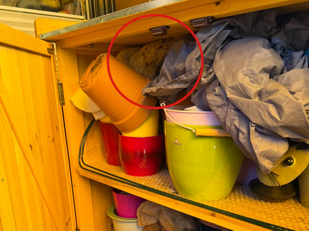 Wespennest im Gartenschrank