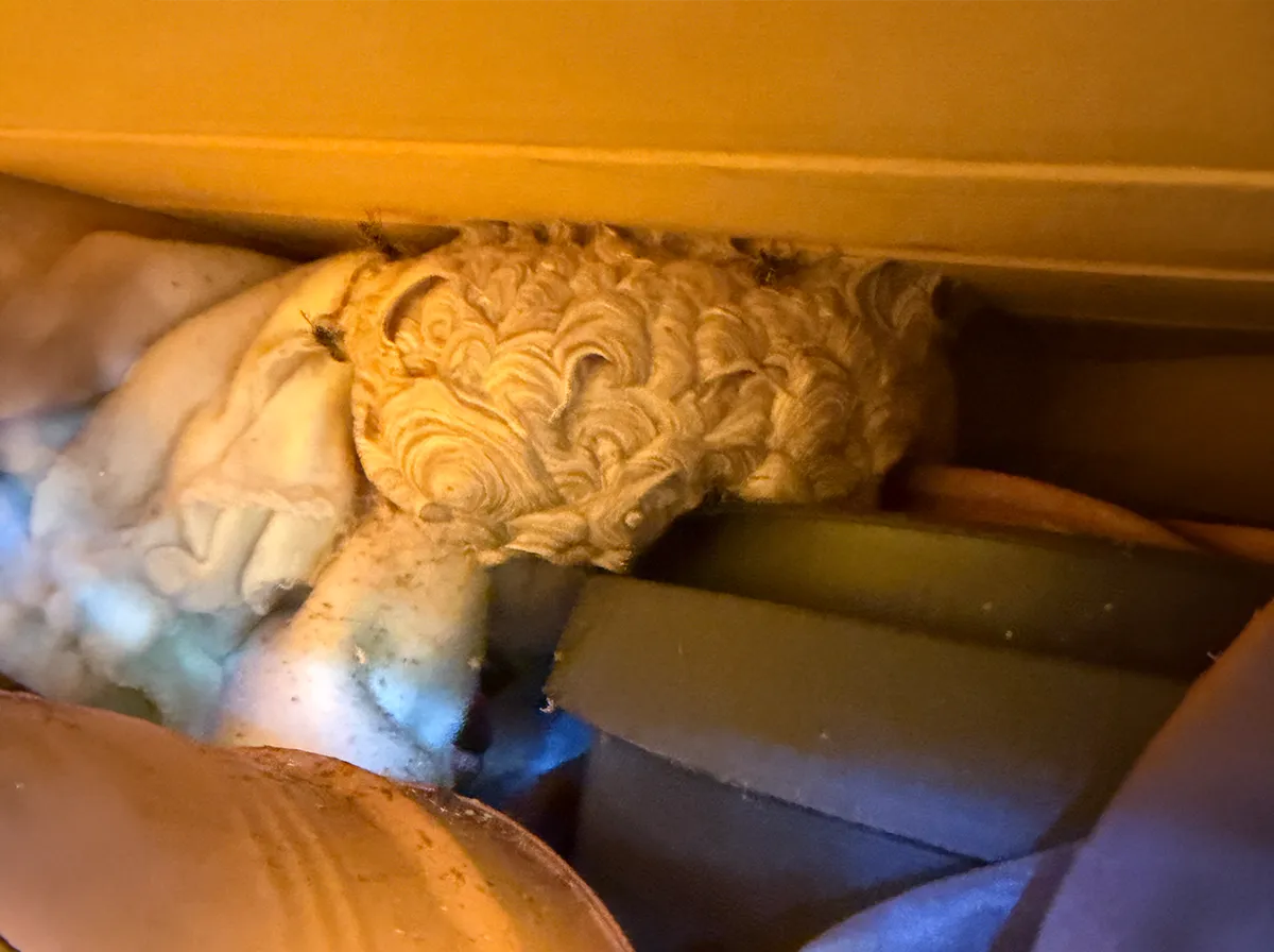 Wespennest im Gartenschrank