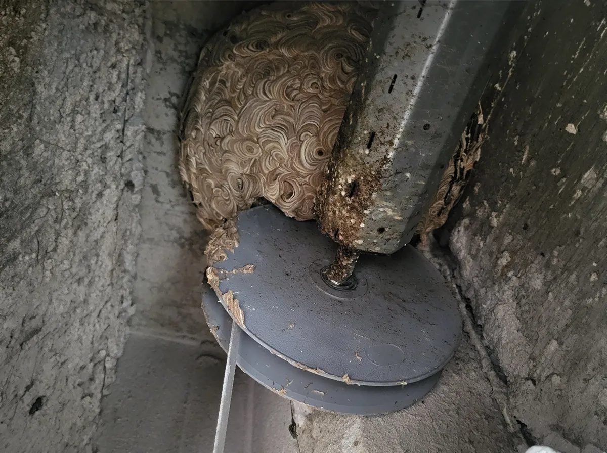 Wespennest im Rollladenkasten