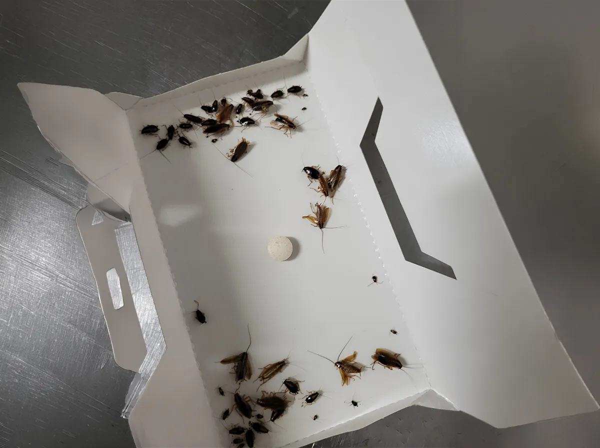 deutsche-schaben-klebefalle-monitor