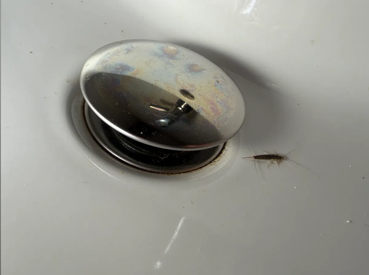 langschwaenziges-papierfischchen-badezimmer