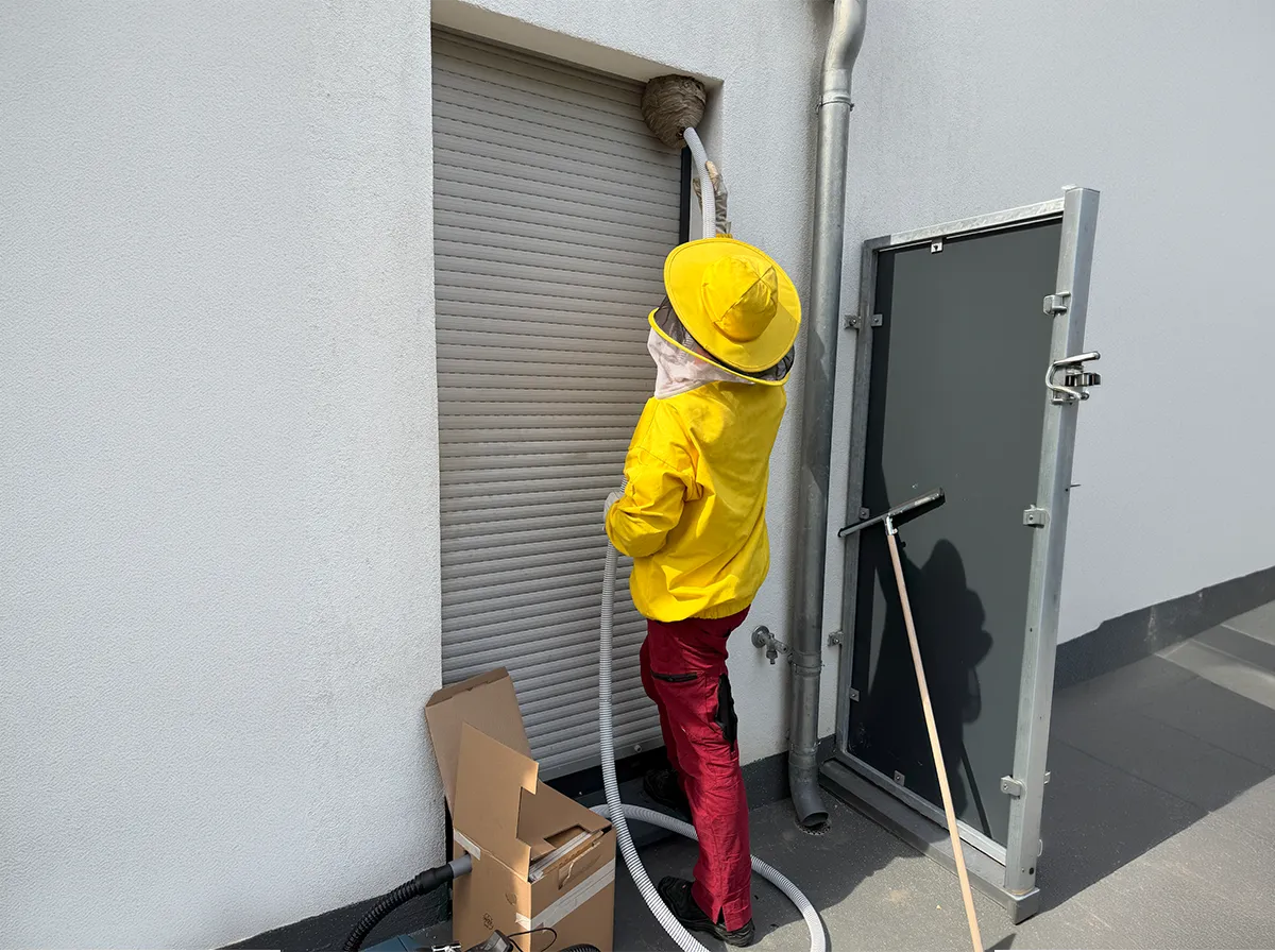 Wespennest-Absaugung zur Umsiedlung Professionelle Wespennest-Absaugung in eine spezielle Umsiedlungsbox für einen sicheren und tierfreundlichen Transport.