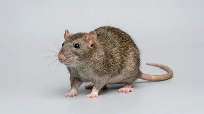 Ratte 5