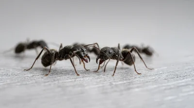 Ameisen