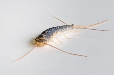 Macro photo of a Gray silverfish (Ctenolepisma longicaudatum) on a white background